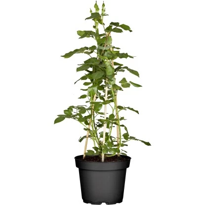 Kletterrosen Rot Gestäbt Höhe Ca. 30 - 40 Cm Topf-Ø Ca. 3 L 3 Kletterrosen Rot Gestäbt Höhe Ca. 30 - 40 Cm Topf-Ø Ca. 3 L