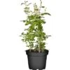 Kletterrosen Gelb Gestäbt Höhe Ca. 30 - 40 Cm Topf-Ø Ca. 3 L -Garten Quelle e ca 30 40 cm topf ca 3 l