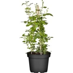 Kletterrosen Gelb Gestäbt Höhe Ca. 30 - 40 Cm Topf-Ø Ca. 3 L