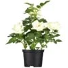 Englische Rosen "British Collection" Weiß Höhe Ca. 40-50 Cm Topf-Ø Ca. 5 L -Garten Quelle ei gestbt 4050 cm 5lrosa 1