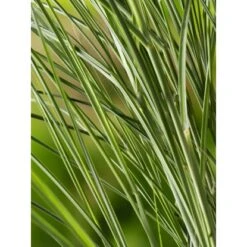 GROW By OBI Chinaschilf "Gracillimus" Silber Topf-Ø Ca. 23 Cm Miscanthus -Garten Quelle hus sinensis gracillimus 2