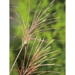 GROW By OBI Chinaschilf "Gracillimus" Silber Topf-Ø Ca. 23 Cm Miscanthus -Garten Quelle hus sinensis gracillimus 3