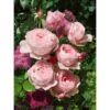Englische Rosen "David Austin" Höhe Ca. 20 - 30 Cm Topf-Ø Ca. 5 L -Garten Quelle id austin 2030 cm 5lrosa 1