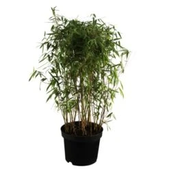 OBI Gartenbambus "Bimbo" Topf-Ø Ca. 26 Cm Fargesia