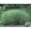 GROW By OBI Chinaschilf "Gracillimus" Silber Topf-Ø Ca. 23 Cm Miscanthus -Garten Quelle s Silber 23cm Miscanthus 1