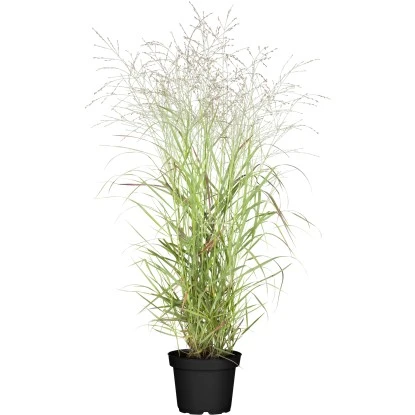 GROW By OBI Garten-Rutenhirse "Hänse Herms" Braun Topf-Ø Ca. 23 Cm Panicum 3 GROW By OBI Garten-Rutenhirse "Hänse Herms" Braun Topf-Ø Ca. 23 Cm Panicum