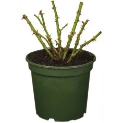 OBI Gartenrose Lizenz Sortiment Topf Ca. 2 L